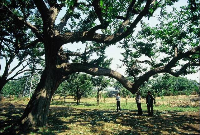遷西板栗4.jpg
