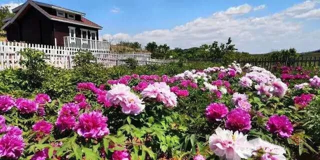 牡丹花1.jpg